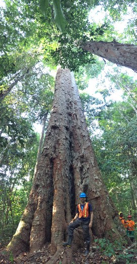 A ~600-year-old Red Angelim tree. Individuals of this size are not harvested in RIFM.